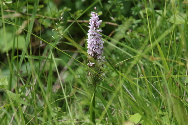 photo of Common Spotted Orchid