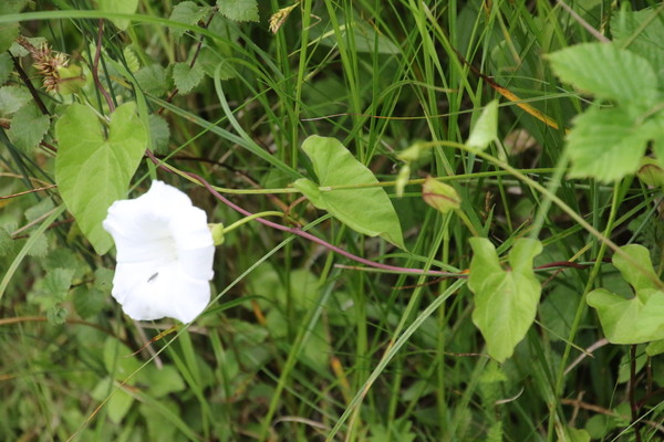 photo of Hedge Bindweed