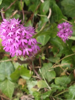 photo of Pyramidal Orchid