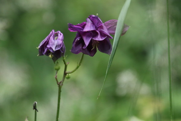 photo of Dark Columbine