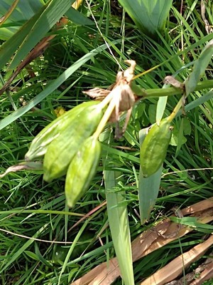 photo of Yellow Iris