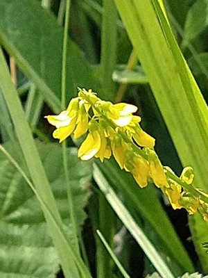 photo of Ribbed Melilot