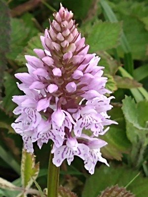 photo of Common Spotted Orchid