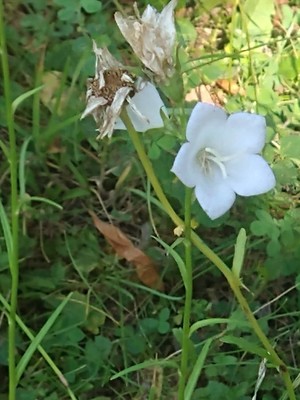 photo of Peach Leaved Bellflower