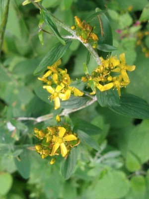 photo of Hairy St John's Wort