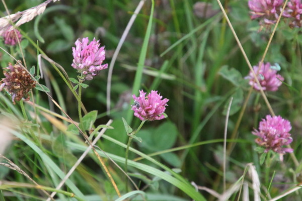 photo of Red Clover