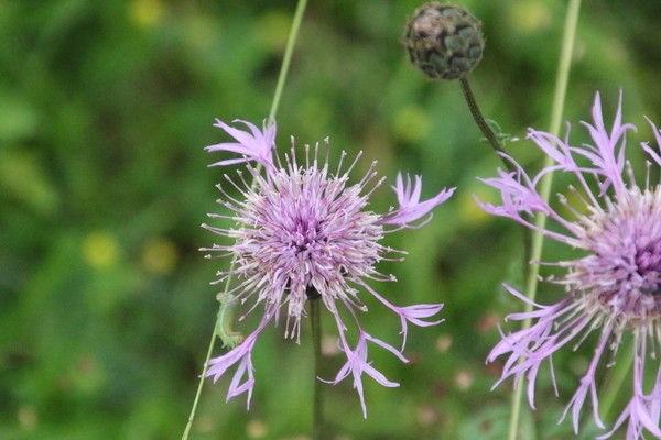photo of Greater Knapweed