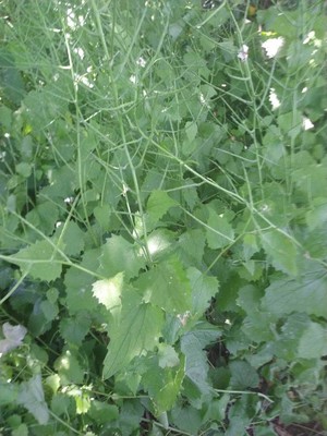 photo of Garlic Mustard