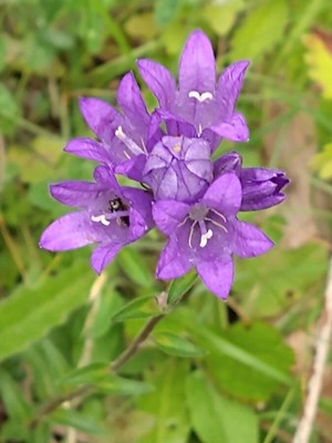 photo of Clustered Bellfower