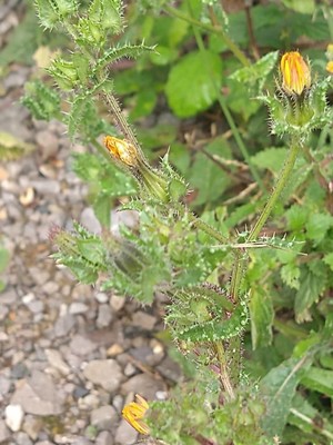 photo of Bristly Oxtongue