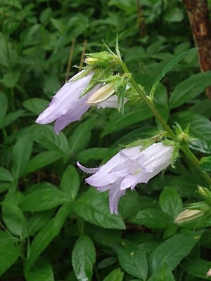 photo of Nettle Leaved Bellflower