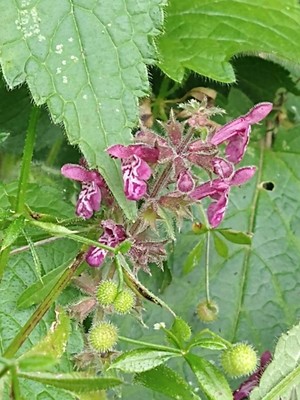 photo of Hedge Woundwort