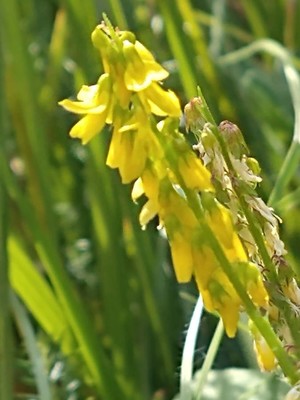 photo of Ribbed Melilot