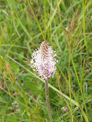 photo of Hoary Plantain