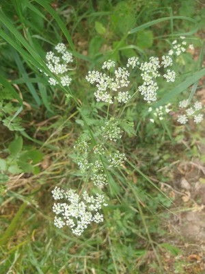 photo of Cow Parsley