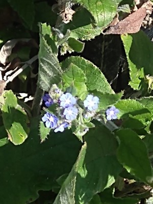 photo of Green Alkanet