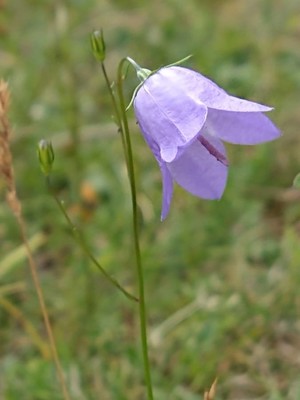 photo of Harebell
