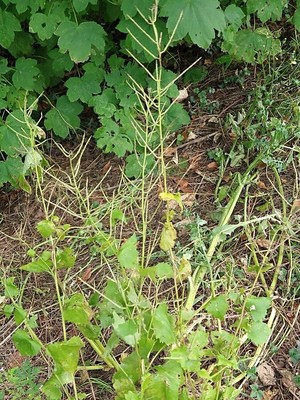 photo of Garlic Mustard