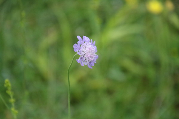 photo of Small Scabious