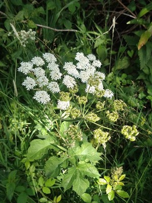 photo of Hogweed