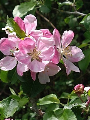 photo of Apple Tree