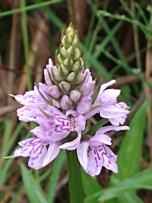 photo of Common Spotted Orchid
