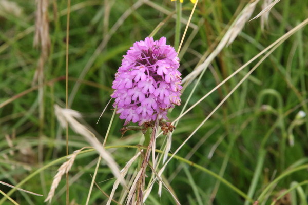 photo of Pyramidal Orchid