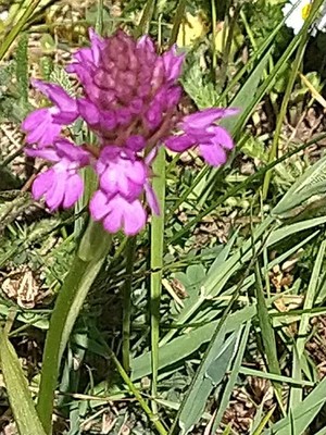 photo of Pyramidal Orchid