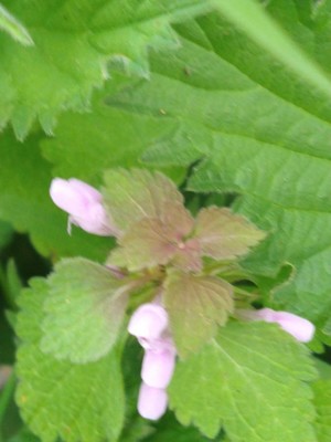 photo of Red Dead Nettle