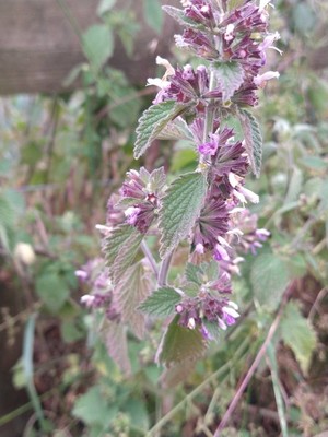 photo of Black Horehound