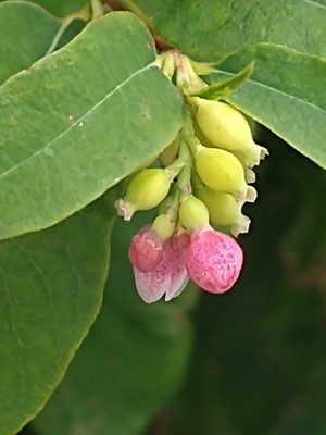 photo of Snowberry