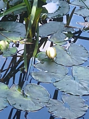 photo of White Water Lily