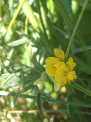 photo of Meadow Vetchling