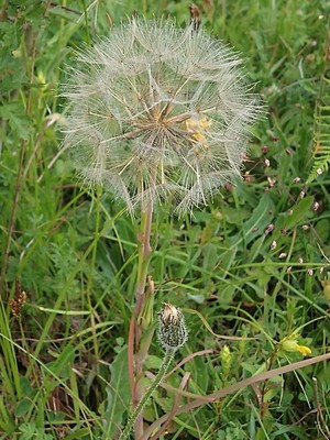 photo of Goat's Beard
