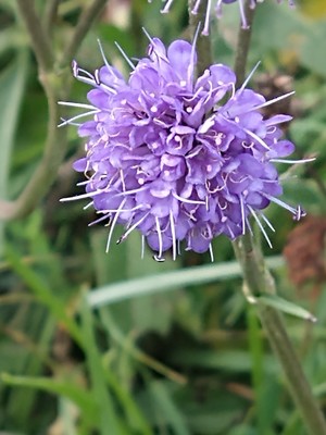 photo of Devil's Bit Scabious