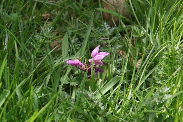 photo of Early Purple Orchid