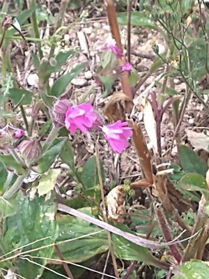 photo of Red Campion