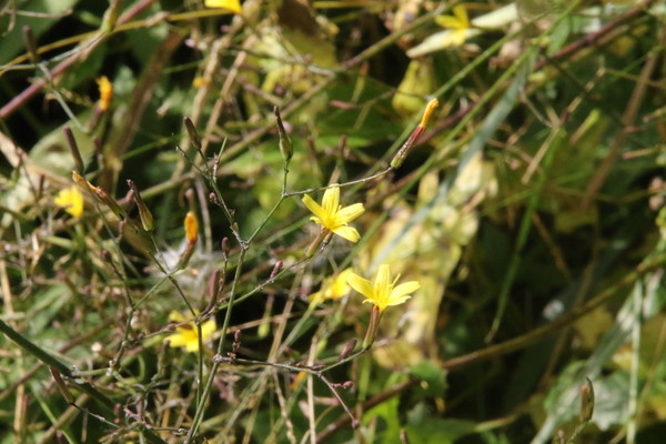photo of Wall Lettuce