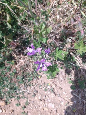 photo of Common Mallow