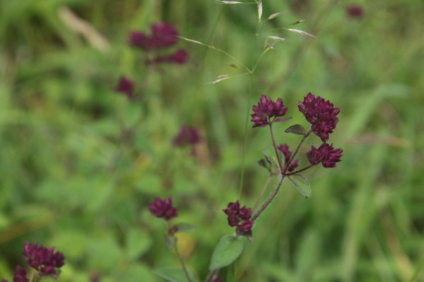 photo of Wild Marjoram