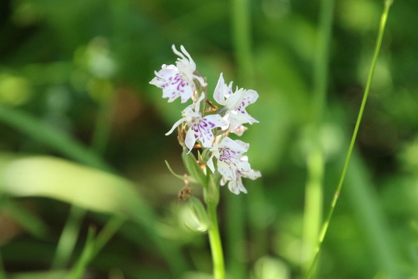 photo of Common Spotted Orchid