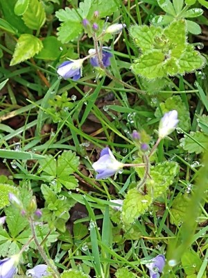 photo of Germander Speedwell