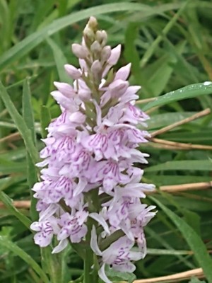 photo of Common Spotted Orchid