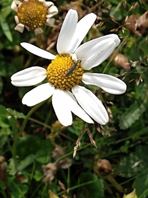 photo of Oxeye Daisy
