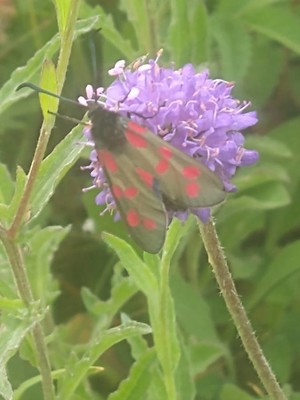 photo of Devil's Bit Scabious