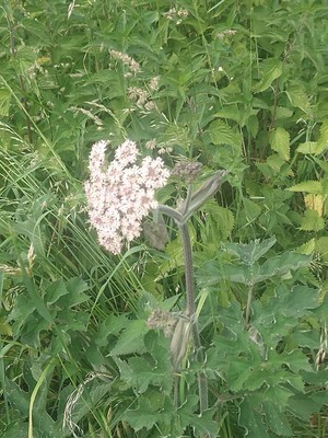 photo of Hogweed