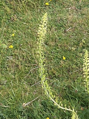 photo of Wild Mignonette