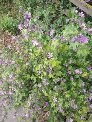 photo of Common Mallow
