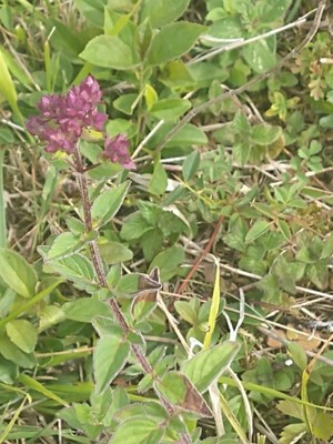 photo of Wild Marjoram