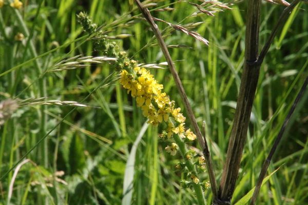 photo of Agrimony